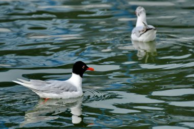 Akdeniz Martı - (Larus melanocephalus) su üzerinde