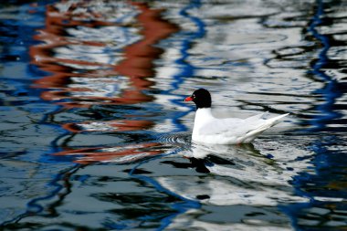 Akdeniz Martı - (Larus melanocephalus) su üzerinde