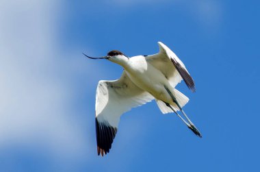 Pied Avocet - (Su üzerinde Tekrarlanan Avosetta)