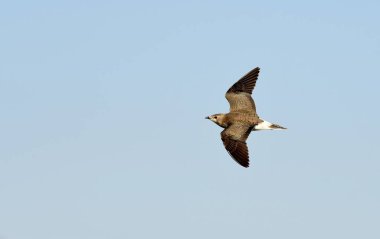 Siyah kanatlı pratincole - (Glareola nordmanii) 