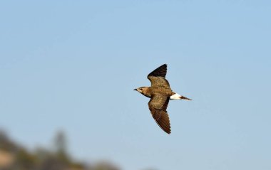 Siyah kanatlı pratincole - (Glareola nordmanii) 