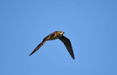 Siyah kanatlı pratincole - (Glareola nordmanii) 