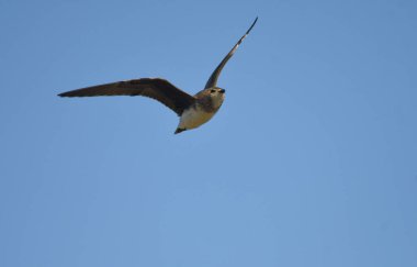 Siyah kanatlı pratincole - (Glareola nordmanii) 