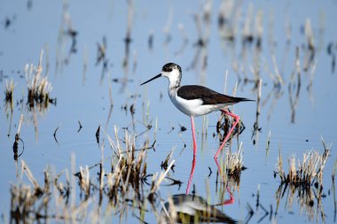 Kara kanatlı Stilt - (Himantopus himantopus) uçuş sırasında