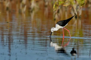 Kara kanatlı Stilt - (Himantopus himantopus) uçuş sırasında