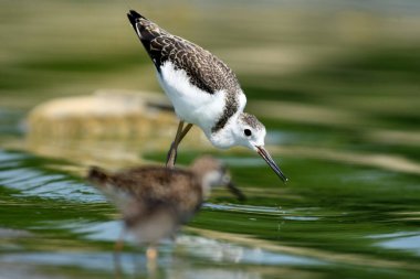 Kara kanatlı Stilt - (Himantopus himantopus) uçuş sırasında