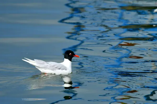 Akdeniz Martı - (Larus melanocephalus) su üzerinde