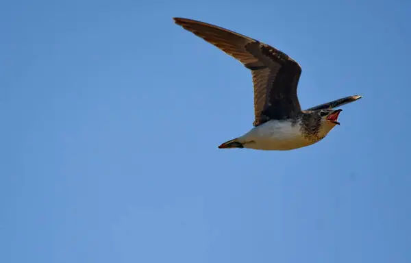 Siyah kanatlı pratincole - (Glareola nordmanii) 