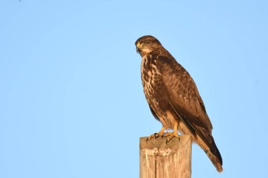 Sıradan akbaba - Buteo buteo çubukta