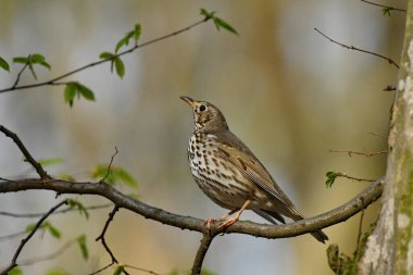 Şarkı ardıç kuşu - (Turdus philomelos) dal üzerinde