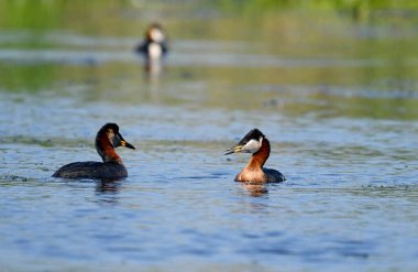 Kırmızı boyunlu yunus - Podiceps griseigena