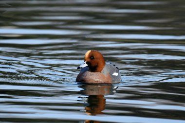 Avrasya wigeon (anas penelope) 