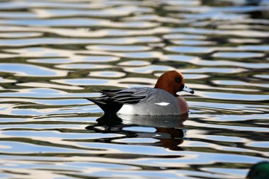 Avrasya wigeon (anas penelope) 