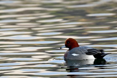 Avrasya wigeon (anas penelope) 
