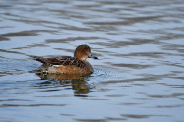 Avrasya wigeon (anas penelope) 
