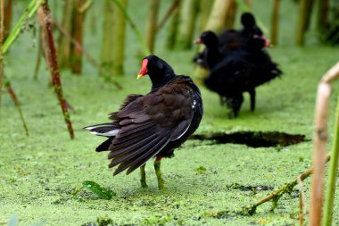 Avrupa Moorhen - Galinulla genç su kloropusu
