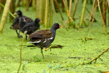 Avrupa Moorhen - Galinulla genç su kloropusu