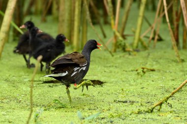 European moorhen - Galinulla chloropus on water young clipart