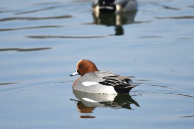 Avrasya wigeon (anas penelope) 