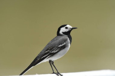 Beyaz Wagtail - motacilla alba 