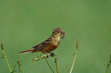 Ortolan kiraz çiçeği Emberiza hortulana bitkinin üzerinde