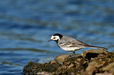 Beyaz kuyruk - Motacilla alba suda
