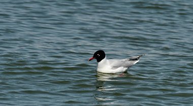 Akdeniz Martı - (Larus melanocephalus) uçuş sırasında