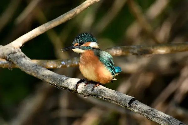 Kral Balıkçı - Alcedo şubede