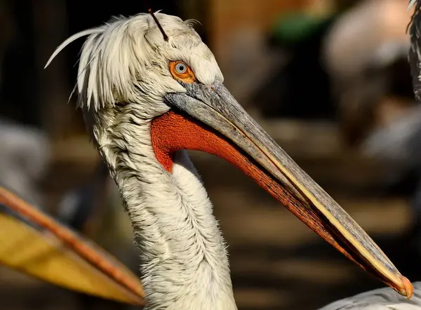 Dalmaçyalı pelikan - Pelecanus crispus