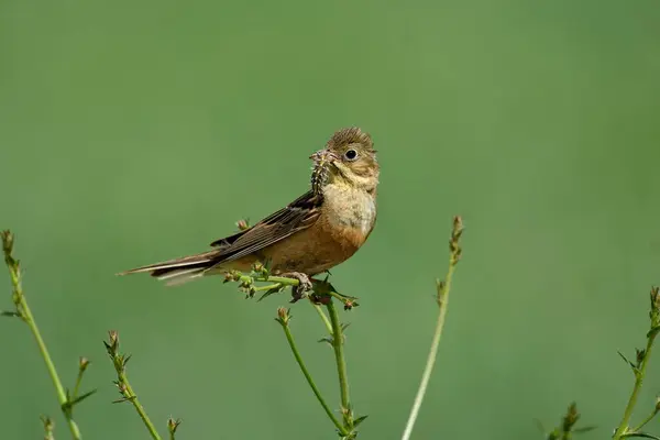 Ortolan kiraz çiçeği Emberiza hortulana bitkinin üzerinde