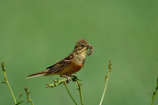 Ortolan kiraz çiçeği Emberiza hortulana bitkinin üzerinde