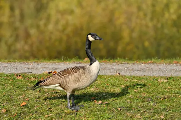 Kanada kazı - (Branta canadensis) karada