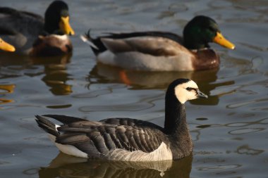 Barnacle goose  - (Branta leucopsis) on water clipart