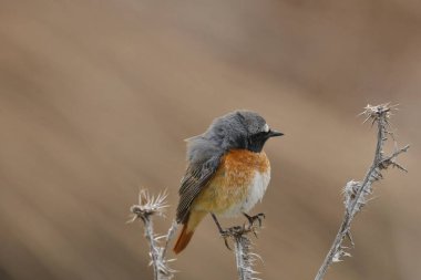 Genel Redstart - (Phoenicurus phoenicurus)