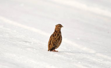 Yaygın bıldırcın - (Koturnix coturnix) kışın