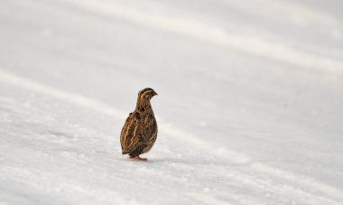 Yaygın bıldırcın - (Koturnix coturnix) kışın