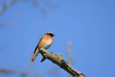 Genel Redstart - (Phoenicurus phoenicurus)