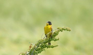 Siyah başlı kiraz kuşu - (Emberiza melanocephala) 