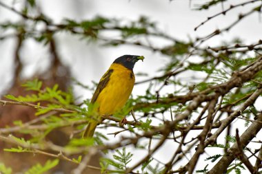Siyah başlı dokumacı - (Ploceus melanocephalus)