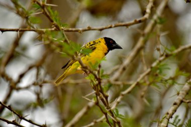 Siyah başlı dokumacı - (Ploceus melanocephalus)