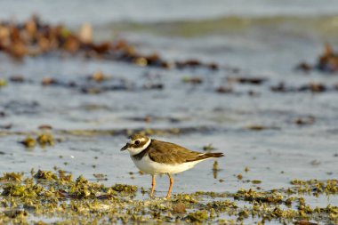 Halkalı yağmurkuşu - (Charadrius hiaticula) kumsalda