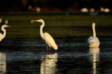 Büyük Akbalıkçıl - (Ardea alba) su üzerinde