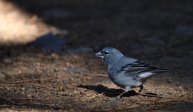 Tenerife blue chaffinch  - (Fringilla teydea) clipart