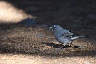 Tenerlife blue chaffinch - (Fringilla teydea)