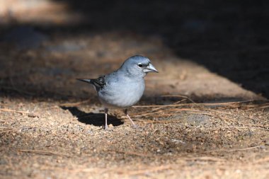 Tenerlife blue chaffinch - (Fringilla teydea)