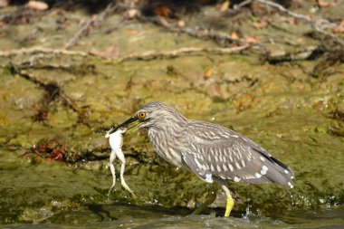 Genç Gece Balıkçıl - (Nycticorax nycticorax) bir kurbağa yiyor 