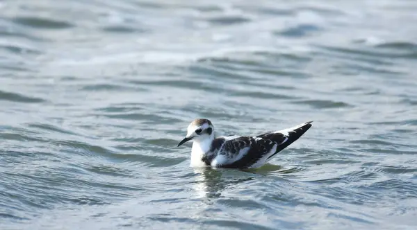 Küçük Martı - (Larus minute) Genç