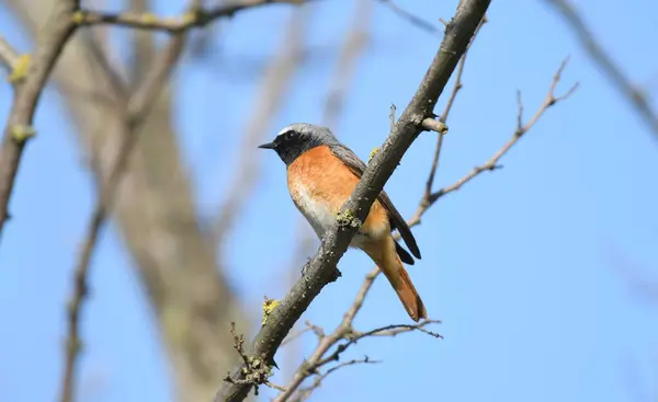 Genel Redstart - (Phoenicurus phoenicurus)
