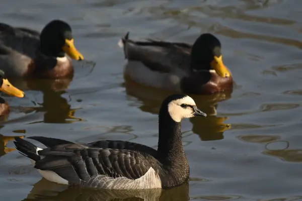 Barnacle Goose - (Branta lökossis) suyun üzerinde