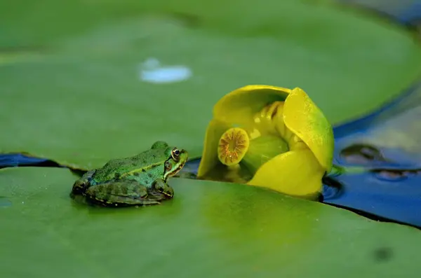 Kurbağa kahini izliyor.